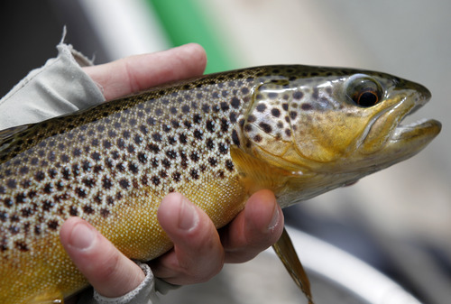 Al Hartmann  |  The Salt Lake Tribune

A healthy brown trout landed on the Green River.