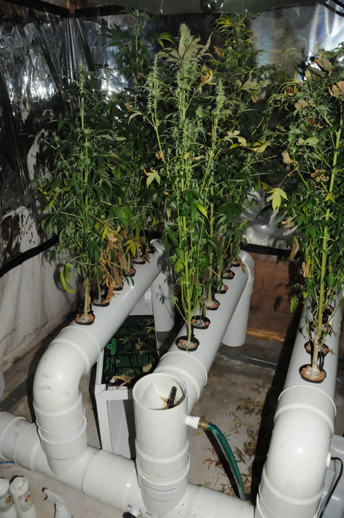 Investigation photos

Marijuana plants found growing in Matthew David Stewart's basement in Ogden.