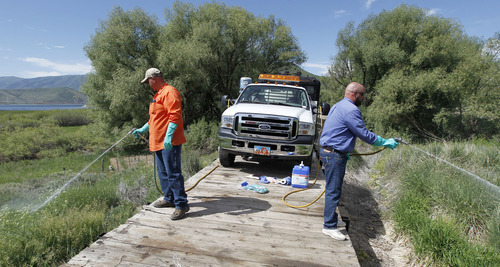 Al Hartmann  |  The Salt Lake Tribune
Quintin Lewis, weed supervisor for Wasatch County, left, and David Binghman, noxious weed enforcement officer for Summit County, spray for invasive weeds like leafy spurge and several others from a specially fitted rail car on the Heber Valley Railroad as part of efforts to control invasive weeds statewide. The area being sprayed is near Soldier Hollow and the north end of Deer Creek Reservoir.