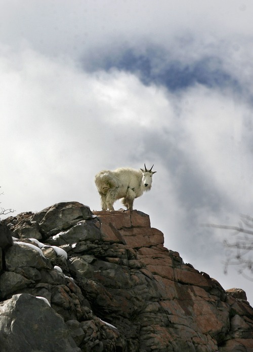 GOATS
One of a group of Rocky Mountain Goats pauses atop a rocky outcropping as they scramble across a ledge in Big Cottonwood Canyon, Sunday 4/5/09.
Scott Sommerdorf/The Salt Lake Tribune