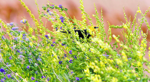 Steve Griffin | The Salt Lake Tribune


 A Yellow-headed Blackbird perches in colorful flowers at the Great Salt Lake marina in Salt Lake City, Utah Monday June 10, 2013.