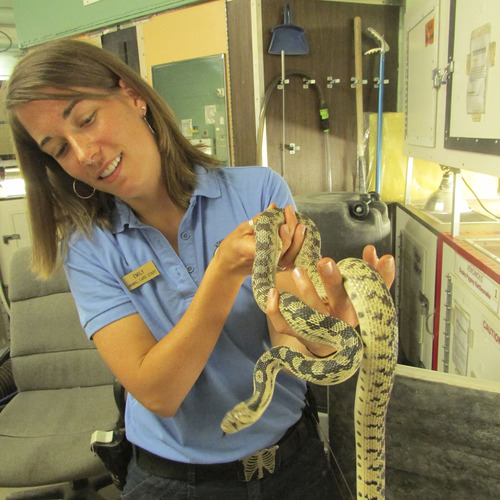 Tom Wharton  |  The Salt Lake Tribune
Emily Merola holds a large non-venomous snake that she takes care of at Hogle Zoo.