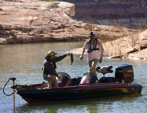 Al Hartmann  |  The Salt Lake Tribune
Fsihermen George Sommer, left, show a caught fish to Brett Prettyman in one of the many niches of Good Hope Bay at Lake Powell.