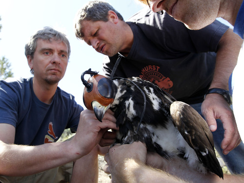 Al Hartmann  |  The Salt Lake Tribune
A HawkWatch team of Steve Slater, left, Shawn Hawks and Eric Chabot work together holding a juvenile golden eagle and fitting a solar GPS telemetry device onto its back. The device weighs 45 grams or about 1.5 ounces.