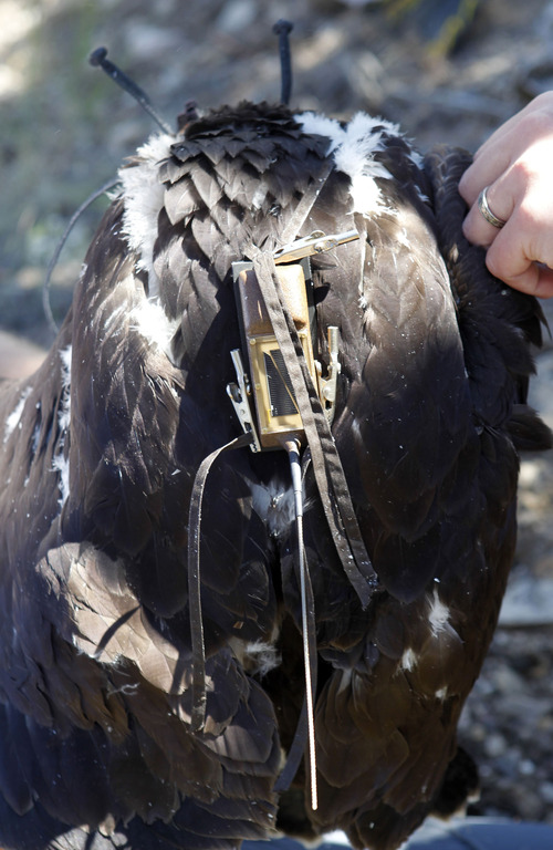 Al Hartmann  |  The Salt Lake Tribune
A HawkWatch team fits a solar-powered GPS telemetry device onto a juvenile golden eagle's back. The device weighs 45 grams or about 1.5 ounces.