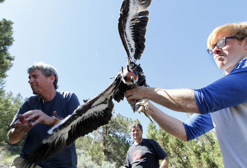Al Hartmann  |  The Salt Lake Tribune
A juvenile golden eagle flaps it wings after having a solar-powered GPS telemetry unit fitted onto its back. HawkWatch International's  Steve Slater, left, and Shawn Hawks dodge the flapping wings and Eric Chabot holds on tight. The bird quickly settled down and was placed back in his nest in a juniper tree.