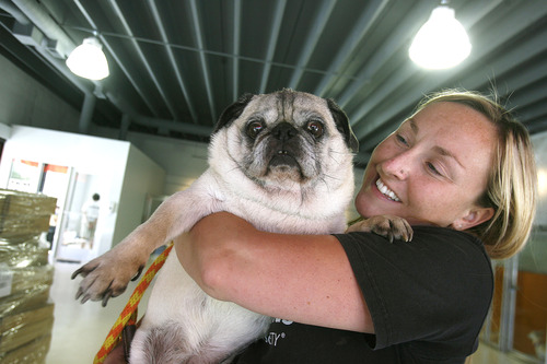 Scott Sommerdorf   |  The Salt Lake Tribune
Erin Olsen holds Zoe, a pug at The Best Friends Animal Society - Utah Sugarhouse adoption center which opened Thursday, June 20, 2013.  They closed in Trolley Square a few weeks ago, and are opening in the new location at 2005 South and 1100 East right next to Sugarhouse Coffee.