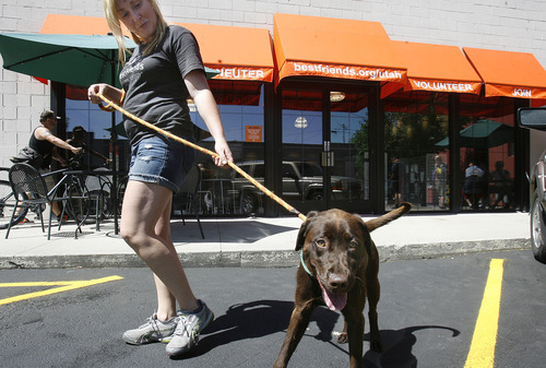 Scott Sommerdorf   |  The Salt Lake Tribune
Erin Olsen walks Loretta, a 1-year-old chocolate Lab outside The Best Friends Animal Society - Utah Sugarhouse adoption center which opened Thursday, June 20, 2013.  They closed in Trolley Square a few weeks ago, and are opening in the new location at 2005 South and 1100 East right next to Sugarhouse Coffee.