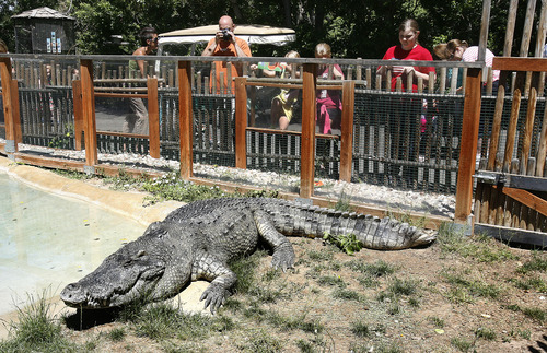 Scott Sommerdorf   |  The Salt Lake Tribune
Visitors to Hogle Zoo look at Bill, the Siamese crocodile, Thursday, June 20, 2013.