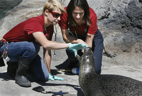 Scott Sommerdorf   |  The Salt Lake Tribune
Dr. Erika Crook, right, along with animal keeper Ashely Schweinhart examines Mira the harbor seal, Thursday, June 20, 2013.