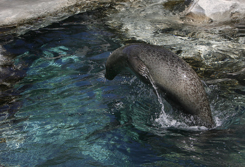 Scott Sommerdorf   |  The Salt Lake Tribune
Mira, a harbor seal, playfully jumps in the Rocky Shores exhibit at Hogle Zoo, Thursday, June 20, 2013.