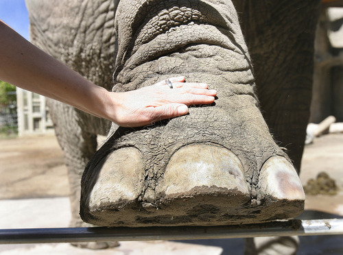 Scott Sommerdorf   |  The Salt Lake Tribune
Dr. Erika Crook examines the feet of Dari, the oldest elephant at Hogle Zoo, Thursday, June 20, 2013.