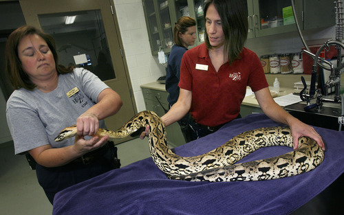 Scott Sommerdorf   |  The Salt Lake Tribune
Dr. Erika Crook, right, prepares to give an injection to Igor, a Madagascar ground boa, Thursday, June 20, 2013. Helping her control the six and a half foot long snake is Alythea McGee, left.