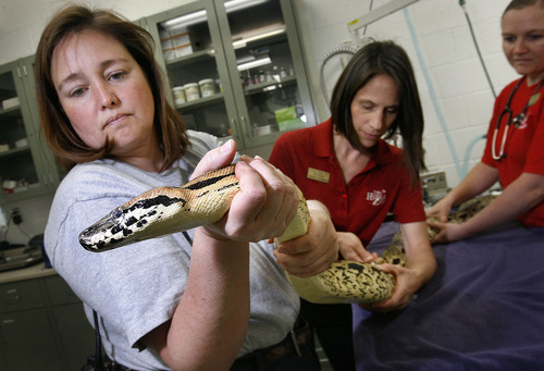 Scott Sommerdorf   |  The Salt Lake Tribune
Dr. Erika Crook, center, prepares to give an injection to Igor, a Madagascar ground boa, Thursday, June 20, 2013. Helping her control the six and a half foot long snake is Alythea McGee, left.