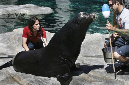 Scott Sommerdorf   |  The Salt Lake Tribune
Dr. Erika Crook, left, listens to the heartbeat of Big Guy, a California sea lion, Thursday, June 20, 2013. Helping her is animal keeper James Weinpress, right.