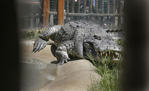 Scott Sommerdorf   |  The Salt Lake Tribune
Bill the Siamese crocodile basks in the sun at Hogle Zoo, Thursday, June 20, 2013.