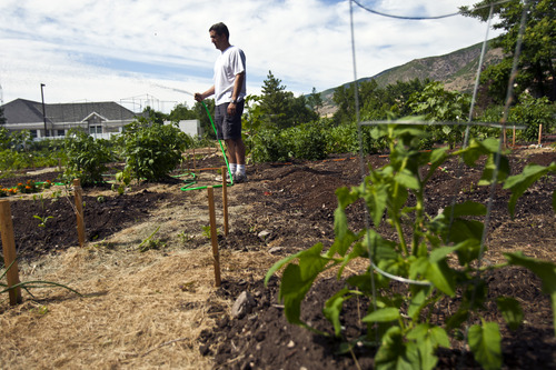 Chris Detrick  |  The Salt Lake Tribune
Michael Whiteley, of Centerville, waters his wife's vegetables and flowers on their plot of land at the Centerville city garden Friday June 21, 2013.