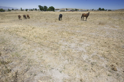 Rick Egan  | The Salt Lake Tribune 

Horses graze in a dry field near Erda, Monday, July 1, 2013.