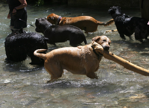 Scott Sommerdorf   |  The Salt Lake Tribune
Dogs frolic as they cool off in the pool that the culvert empties into in Tanner Park, Sunday, June 30, 2013.