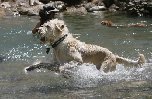 Scott Sommerdorf   |  The Salt Lake Tribune
Dogs frolic as they cool off in the pool that the culvert empties into in Tanner Park, Sunday, June 30, 2013.
