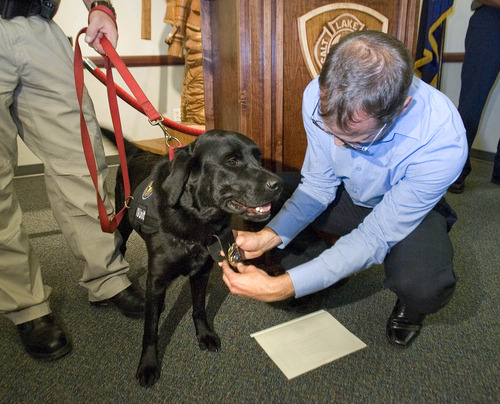 Paul Fraughton  |  The Salt Lake Tribune
After reading the swearing-in oath to Daz, a Labrador retriever,  Mayor Becker's chief of staff, David Everitt, pins the firefighter's badge on the dog's collar Wednesday. Daz is an accelerant-sniffing dog used by firefighters in arson investigations.