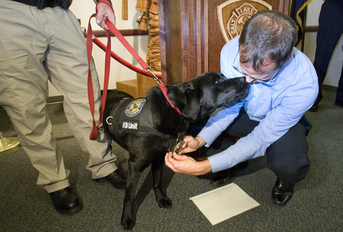 Paul Fraughton  |  The Salt Lake Tribune
After pinning on her badge Wednesday, Mayor Becker's chief of staff, David Everitt, gets a quick kiss from Daz, a Labrador retriever, who became the newest member of the Salt Lake City Fire Department at a ceremony at Fire Station 1. Daz will be used by the fire department as an accelerant-sniffing dog, aiding investigators in arson cases.