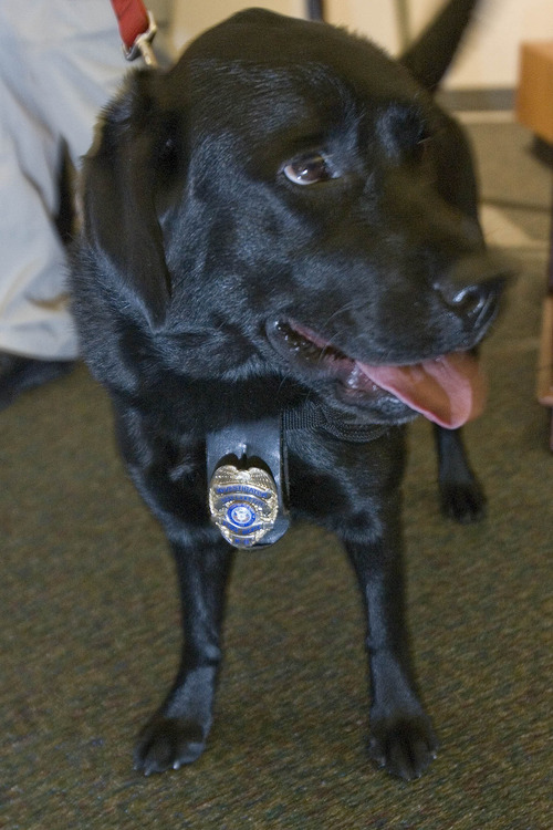 Paul Fraughton  |  The Salt Lake Tribune
Daz, the newest member of the Salt Lake City Fire Department, shows off her new badge after her swearing-in ceremony Wednesday at Fire Station 1 in Salt Lake City. Daz is an accelerant-sniffing dog used by firefighters in arson investigations.