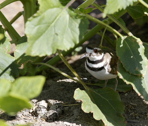 Al Hartmann  |  The Salt Lake Tribune
Killdeer mother guards her eggs beneath a row of beans growing at the Salt Lake County Jail's 1.5 acre garden.  The bird tolerates the inmates fine as they work around her and the nest.   Inmates grow everything from blackberries to tomatos, peppers and flowers in the diverse garden.  The Salt Lake County Jail has a gardening program to teach inmates job skills and help them reintegrate into society.