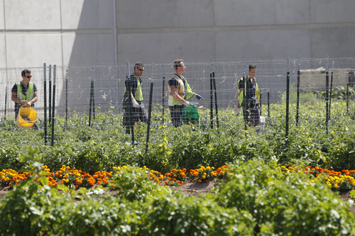 Al Hartmann  |  The Salt Lake Tribune
Salt Lake County Jail inmates move to a new section of the jail's  1.5 acre garden. Inmates grow everything from blackberries to tomatoes, peppers and flowers in the diverse garden. The jail's gardening program teaches inmates job skills and helps them reintegrate into society.