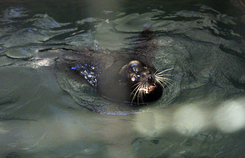 Francisco Kjolseth  |  The Salt Lake Tribune
Big Guy, the blind 850-pound sea lion, happy to be done traveling, swims in its temporary quarintine facility after being transferred to Hogle Zoo early Friday, May 4, 2012, following his flight from California via Fed Ex along with two smaller sea lions. The new Rocky Shores exhibit opens to the public on June 1, and will feature polar bears, sea lions, seals and otters including Big Guy, and Maverick and Rocky two smaller sea lions.