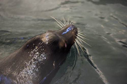 Francisco Kjolseth  |  The Salt Lake Tribune
Big Guy, the blind 850-pound sea lion, happy to be done traveling swims in its temporary quarintine facility after being transferred to Hogle Zoo early Friday, May 4, 2012, following his flight from California via Fed Ex along with two smaller sea lions. The new Rocky Shores exhibit opens to the public on June 1, and will feature polar bears, sea lions, seals and otters including Big Guy, and Maverick and Rocky two smaller sea lions.