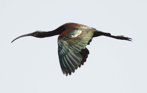 Leah Hogsten  |  The Salt Lake Tribune
White-faced Ibis is ranked #4 as a priority at the Bear River Migratory Bird Refuge as part of the Great Salt Lake's world's largest breeding colony Wednesday, July 10, 2013