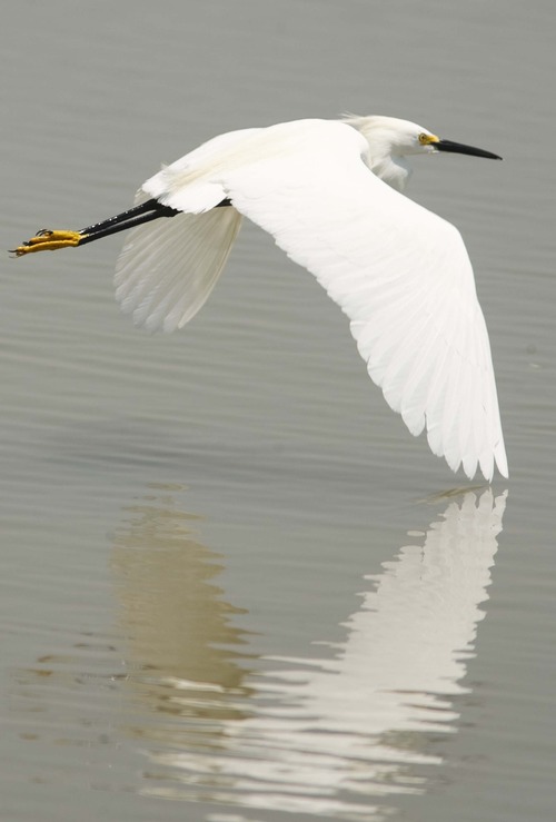 Leah Hogsten  |  The Salt Lake Tribune
Snowy Egret at the Bear River Migratory Bird Refuge, Wednesday, July 10, 2013