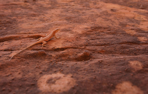 Francisco Kjolseth  |  The Salt Lake Tribune
A small lizard adapts to its surrounding colors as the group descends through the narrow corridor of a slot canyon in the Grand Staircase-Escalante National Monument.