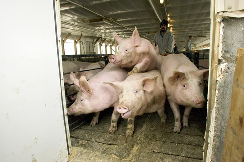 Tribune file photo
Circle Four Farms, a massive hog operation in Milford, is a part of a $7.1 billion buyout that would be the largest ever Chinese takeover of a U.S. firm.