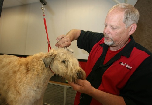 Paul Fraughton  |  The Salt Lake Tribune
Eric Taylor grooms his Wheaten Terrier, "Cali" at his grooming business, "The Dog Father" in Riverton.                           
 Tuesday, May 28, 2013