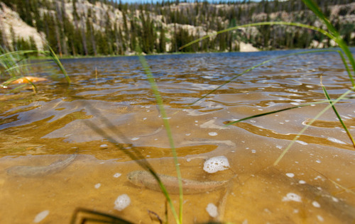 Trent Nelson  |  The Salt Lake Tribune
Biologists with the Utah Division of Wildlife Resources stocked Echo Lake with approximately 4,800 golden trout Tuesday July 2, 2013 in the Uinta Mountains.