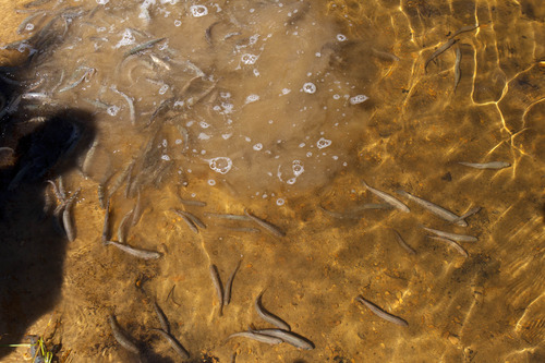 Trent Nelson  |  The Salt Lake Tribune
Biologists with the Utah Division of Wildlife Resources stock Echo Lake with approximately 4,800 golden trout Tuesday July 2, 2013 in the Uinta Mountains.