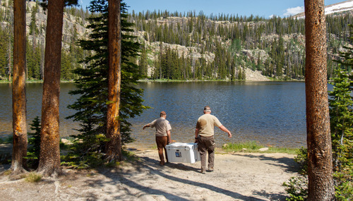 Trent Nelson  |  The Salt Lake Tribune
Biologists with the Utah Division of Wildlife Resources prepare to stock Echo Lake with approximately 4,800 golden trout Tuesday July 2, 2013 in the Uinta Mountains.