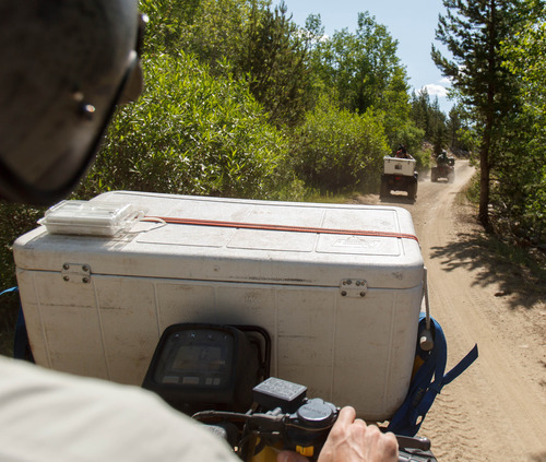Trent Nelson  |  The Salt Lake Tribune
Biologists with the Utah Division of Wildlife Resources use ATVs to carry golden trout in coolers en route to stocking Echo Lake with approximately 4,800 golden trout Tuesday July 2, 2013 in the Uinta Mountains.