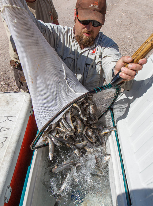 Trent Nelson  |  The Salt Lake Tribune
Wes Pearce of the Utah Division of Wildlife Resources loads golden trout into coolers. DWR biologists then stocked Echo Lake with approximately 4,800 golden trout Tuesday July 2, 2013 in the Uinta Mountains.
