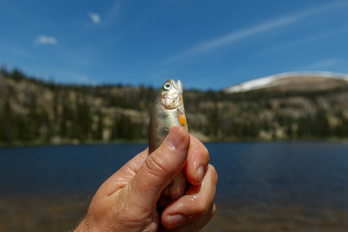 Trent Nelson  |  The Salt Lake Tribune
Biologists with the Utah Division of Wildlife Resources stocked Echo Lake with approximately 4,800 golden trout Tuesday July 2, 2013 in the Uinta Mountains.