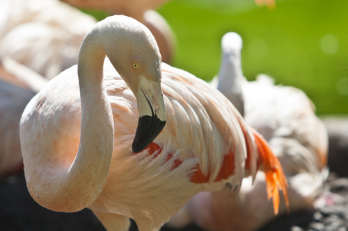 Chris Detrick  |  The Salt Lake Tribune
Chilean flamingos at Tracy Aviary in Salt Lake City Wednesday July 17, 2013.