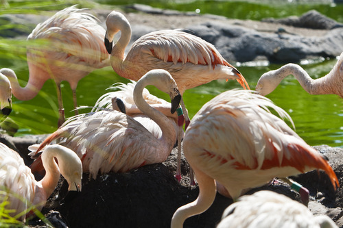 Chris Detrick  |  The Salt Lake Tribune
Chilean flamingos at Tracy Aviary in Salt Lake City Wednesday July 17, 2013.