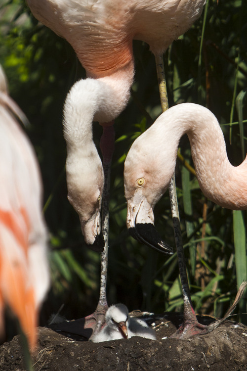 Chris Detrick  |  The Salt Lake Tribune
A baby Chilean flamingo at Tracy Aviary in Salt Lake City Wednesday July 17, 2013.