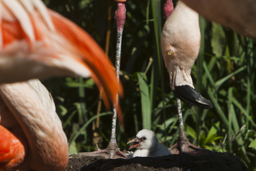 Chris Detrick  |  The Salt Lake Tribune
A baby Chilean flamingo at Tracy Aviary in Salt Lake City Wednesday July 17, 2013.