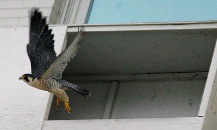 Steve Griffin   |  Tribune file photo
An adult peregrine falcon leaves the nest box on the Joseph Smith Memorial Building in Salt Lake City June 6, 2006.