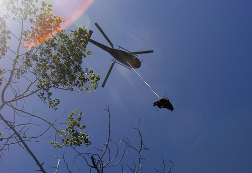 Chris Detrick/The Salt Lake Tribune
In this photo from June 18, 2007, a helicopter lifts the remains of a bear that killed 11-year-old Sam Ives the night before. The animal ripped open a tent and carried off Ives as his family camped in the Timpooneke trail area of American Fork Canyon.
