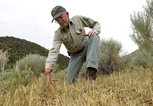 Al Hartmann  |  The Salt Lake Tribune
Retired school teacher Paul Dart has been with the U.S. Forest Service for 52 years now, his current assignment being the agency's eyes and ears in the Stansbury Mountains west of Grantsville.  He checks the health of grasses that are grwoing back after being grazed earlier this year.