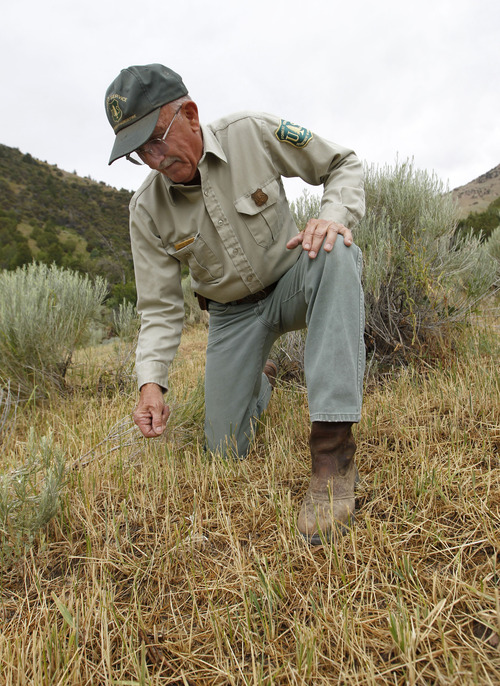 Al Hartmann  |  The Salt Lake Tribune
Retired school teacher Paul Dart has been with the U.S. Forest Service for 52 years now, his current assignment being the agency's eyes and ears in the Stansbury Mountains west of Grantsville.  He checks the health of grasses that are grwoing back after being grazed earlier this year.